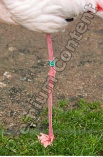 Leg texture of pink flamingo 0003